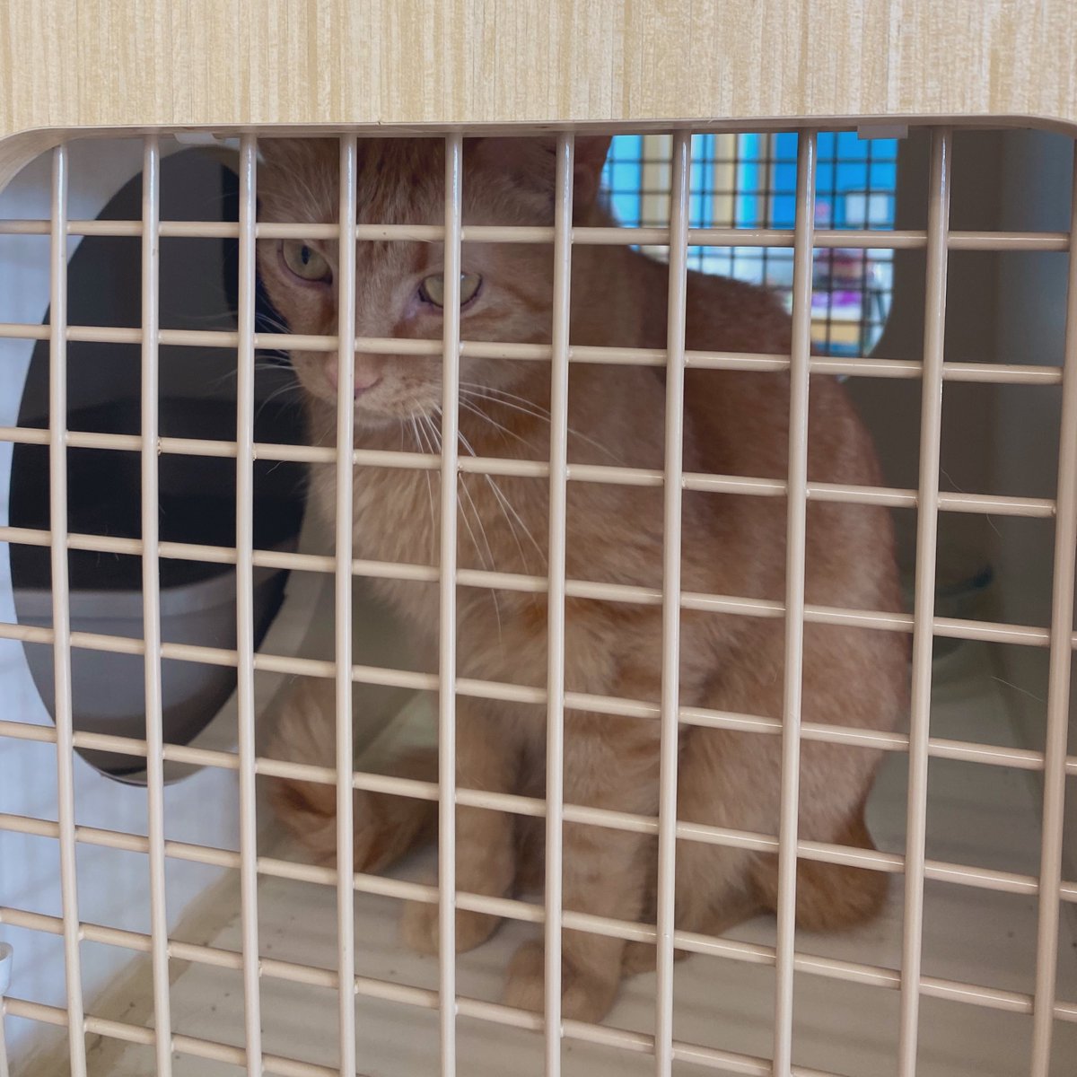 GeneralCattis's tweet photo. 🚨PLEASE R/T TO HELP JERSEY🚨

Jersey, a 3 y/o orange tabby, was dumped by his family when his human went to college and no one else was willing to care for him. Afraid and confused, he’s hiding in his litter box, wondering where he is and why he’s there and not home…1/
#CatsOfTwitter #CatsOfX
