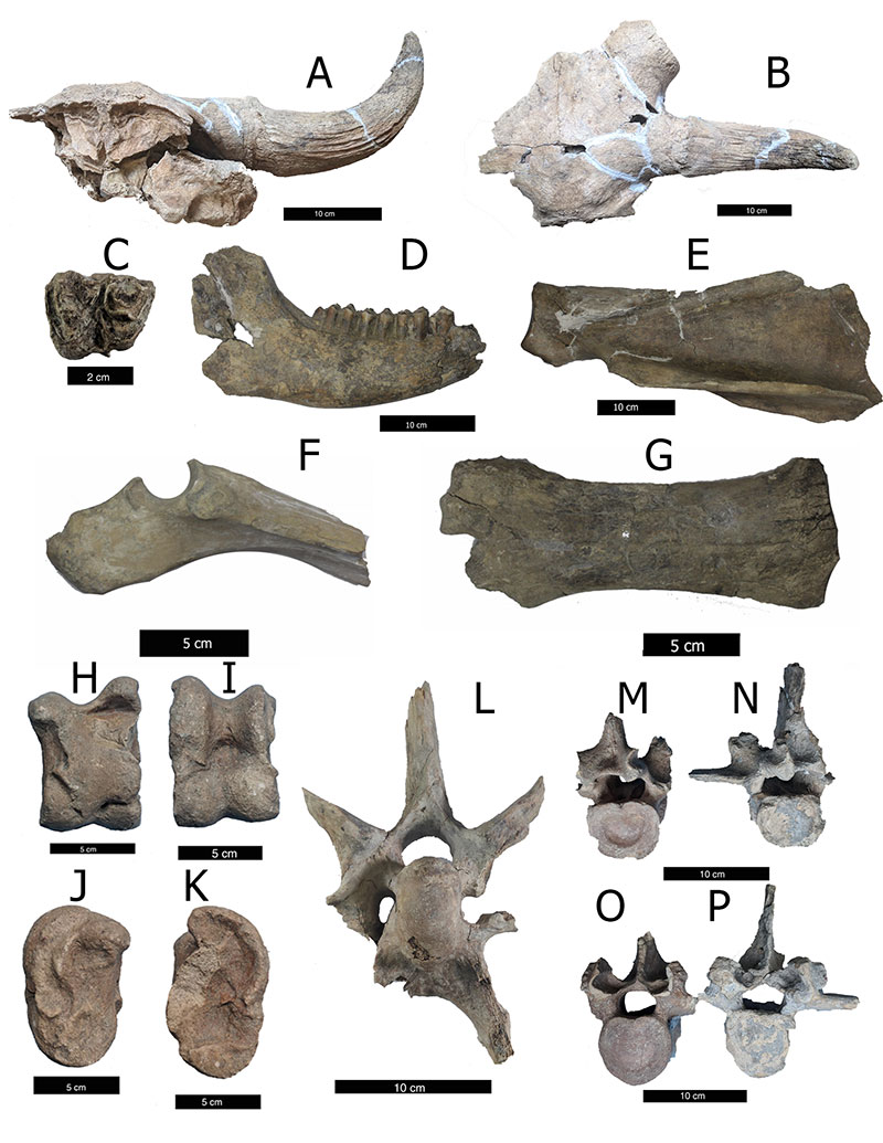New late #Pleistocene to early #Holocene #fossil #locality reported: #LasTazas in @Puebla, #Mexico. With an array of #megafauna and #FossilPollen, this site was a #grassland hotspot of #biodiversity!