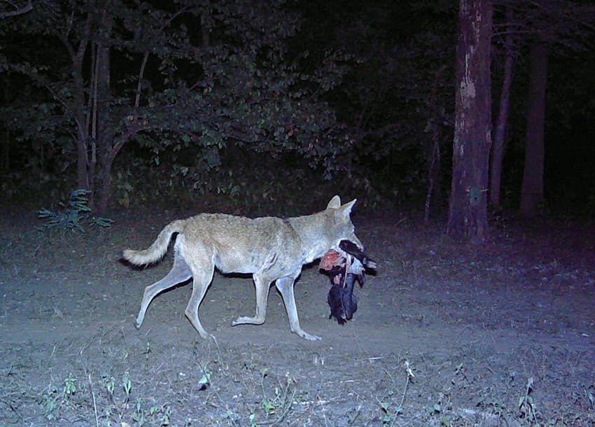 NEW PHD position in #Norway using camera trap images to estimate distribution and abundance of #wildlife: buff.ly/3T2i0M0