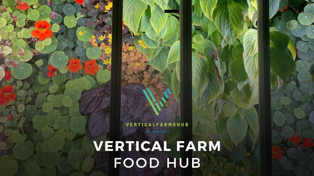 VFHNews's tweet photo. @greeneration in Dubai: more than just a vertical farm, it’s an innovative food hub! Specializing in unique crops like Ginseng sprouts, it supplies chefs and the HoReCa sector with exclusive products.

Read the post: https://t.co/uOoXuNO3hw 

#VerticalFarmsHub https://t.co/brpqWFqPse