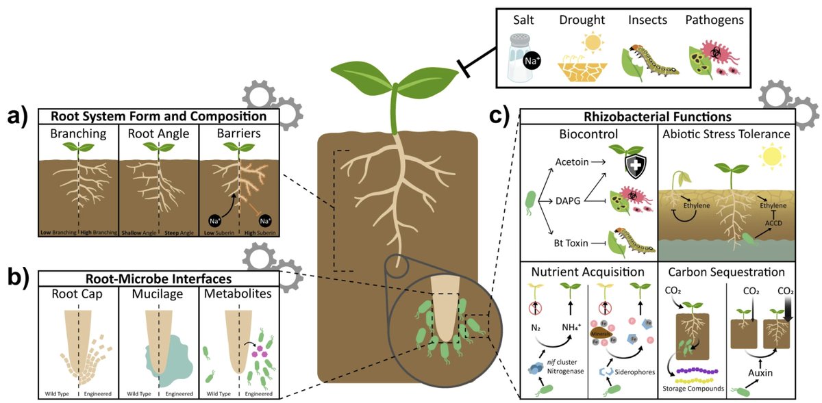 Our latest review by Kevin Shih and Carin Ragland on synthetic biology approaches in plants and microbes. Afterall, it takes two to tango and root traits associated with climate resilience need to be paired with microbial partners that act in lock step. nature.com/articles/s4146…
