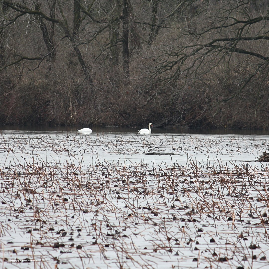 Momsandkeyboard's tweet photo. Illinois Bald Eagle Watching at Four Rivers Environmental Education Center and McKinley Woods https://t.co/NPgNw6E1vP https://t.co/DoyQCILQ0t