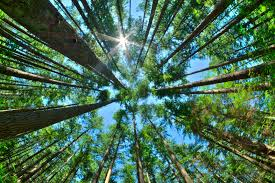 PaulGaskinCFS's tweet photo. Interested in being my colleague? Combine leadership skills with science knowledge at the Northern Forestry Centre. As Director, Climate Change Research, you'll live and work in Edmonton (2-3 days on-site), managing researchers, technicians, and professional staff. Link 👇 https://t.co/NDo24ZV7XL