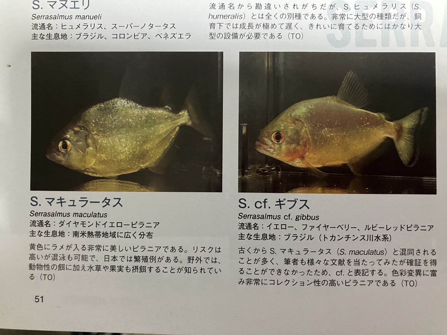 ピラニア マヌエリ