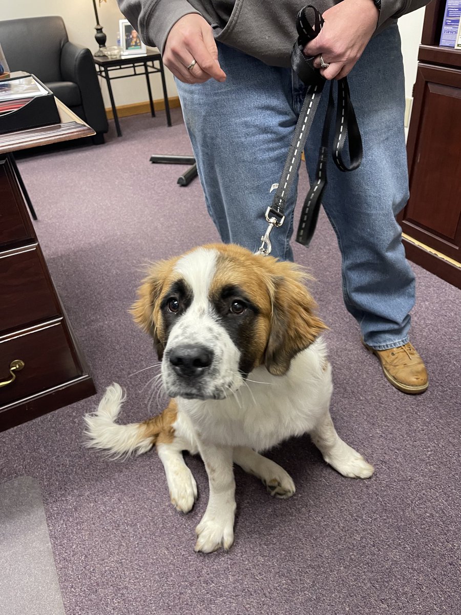 Meet Maggie, the newest member of the Target Pet Treats team.  She is a 5 month old St Pyrenees and full of energy.