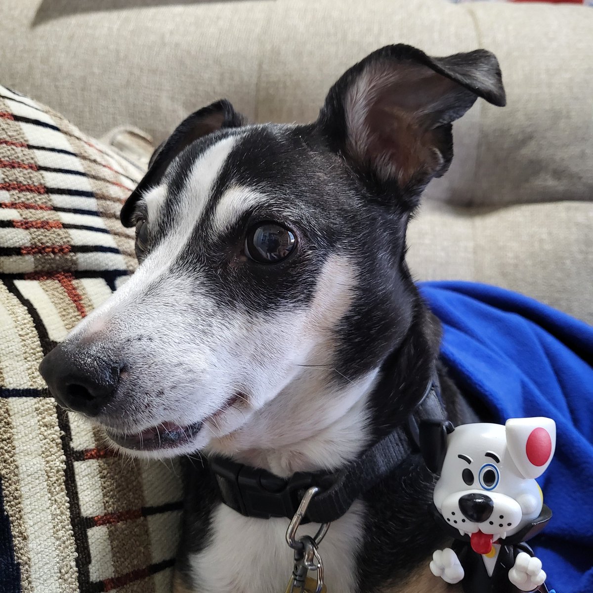 wise_lordship's tweet image. Love your pet
Hosted by @FunkoLeeM @dj3cb

Ones a good dog. The other can be a little devious. I&apos;ll let you figure out which is which. Lol

#FunkoPhotoADayChallenge
#funaticsfunkophotoadaychallenge #funkoFunatic #funkofantic #FunkoSoda #funkophoto #FunkoFeb2024 #funkoprotopack