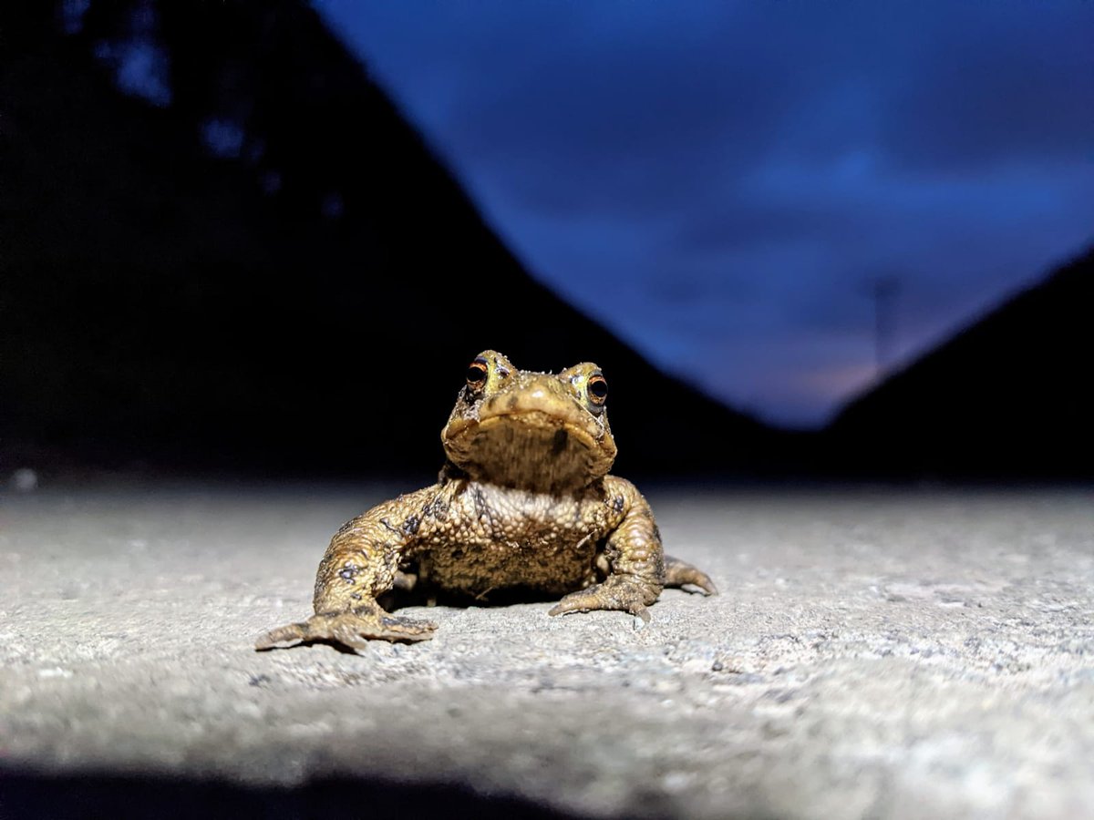 Congratulations to our very own toad patroller Rebecca Wells, whose portrait of a migrating #Cheshire toad has won a prestigious photography competition at @RSPCAStapeley! xx #ToadsOnRoads @froglife @ARGroupsUK