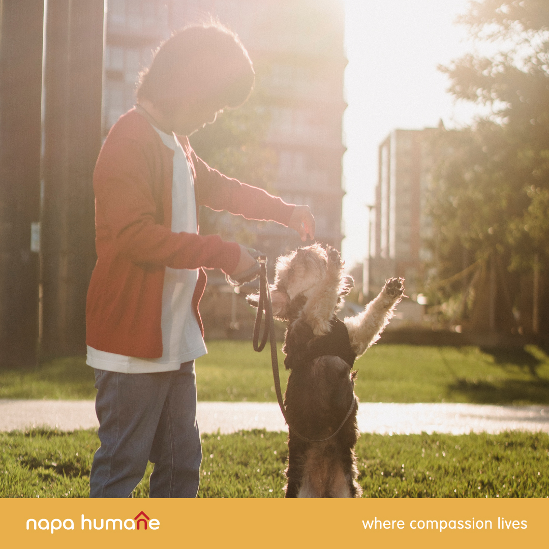Introducing our Dog Training Classes – a paw-sitively fantastic way to strengthen the bond between you and your four-legged companion while ensuring they become a well-behaved, happy member of your family. napahumane.org/our-work/dog-t…