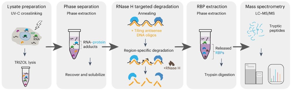 Nature Methods (@naturemethods) on Twitter photo <a href="/FKHM/">Faraz K Mardakheh</a> <a href="/stojic_lovorka/">Lovorka Stojic</a> and colleagues from <a href="/QMBCI/">Barts Cancer Institute (Queen Mary)</a> describe TREX that enables the characterization of proteins interacting with specific regions of a RNA of interest, such as specific domains of lncRNAs. nature.com/articles/s4159… <a href="/FKHM/">Faraz K Mardakheh</a> <a href="/stojic_lovorka/">Lovorka Stojic</a> and colleagues from <a href="/QMBCI/">Barts Cancer Institute (Queen Mary)</a> describe TREX that enables the characterization of proteins interacting with specific regions of a RNA of interest, such as specific domains of lncRNAs. nature.com/articles/s4159…