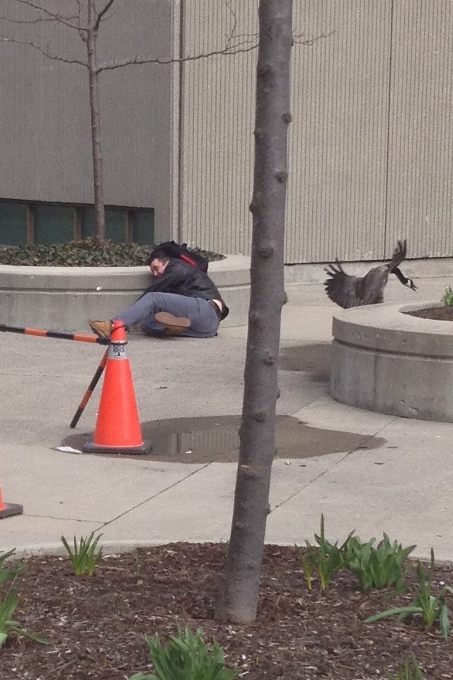 We’ve introduced Wellness Geese to campus to help students de-stress during the exam period.