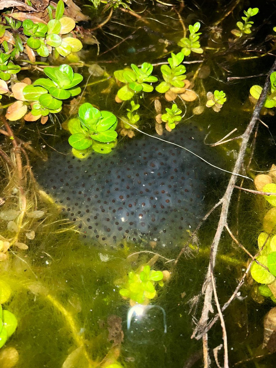 One year ago today, the #wildlifepond in my #WildlifeFrontGarden looked like this. I hadn’t even lined or planted it yet. Today, I am absolutely chuffed to bits to come home & discover my first clump of #frogspawn & 2 x Common #frogs in my #pond! 😍🐸 
The discovery of frog spawn