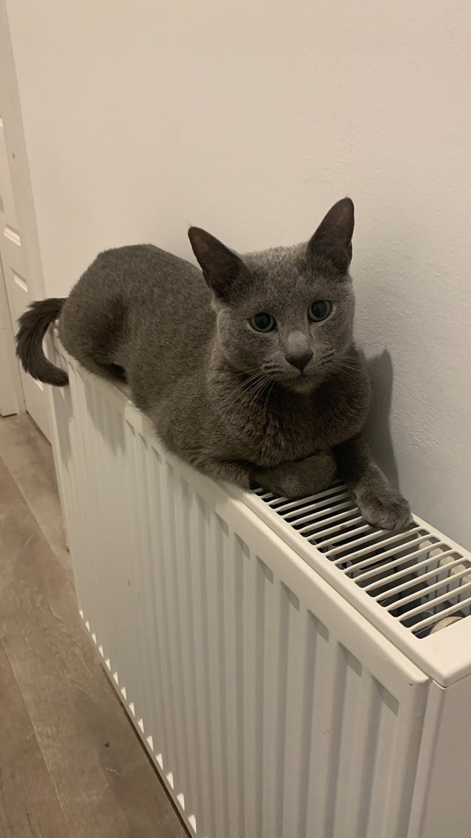 Oh to be a cat, to get to spend your days being fed and lying on radiators. #CatsOfTwitter