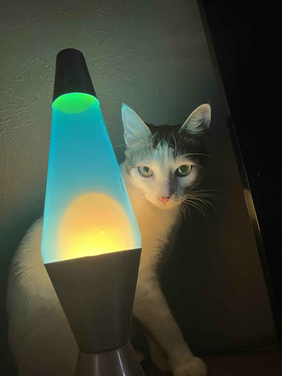 jacktpowell's tweet image. 