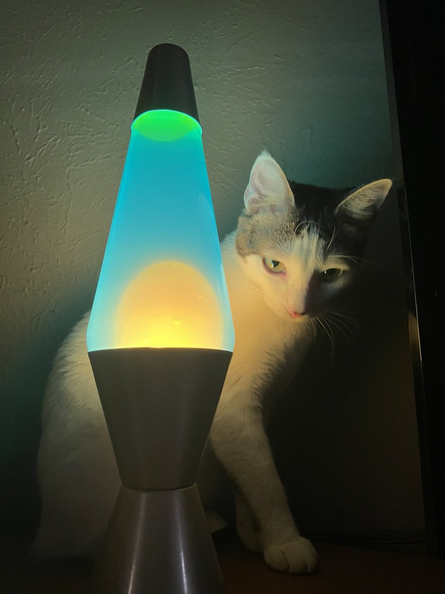 jacktpowell's tweet image. 