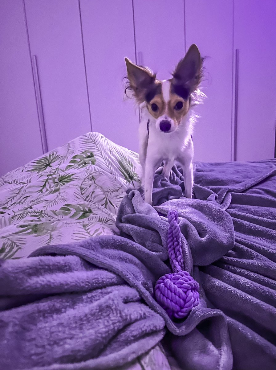 mdvrebasta's tweet image. #quando vuoi riposarti ma lui non vuole giocare ,lui #deve giocare !!!

😱😱😱

#buonanotte a tutti amici e amiche di X !!!

#dig #pet #cane #cani #dogs #chiwuawua #play #doglife #relax #relaxing  #photo #foto  #comment #like #goodnight #night #dumbo