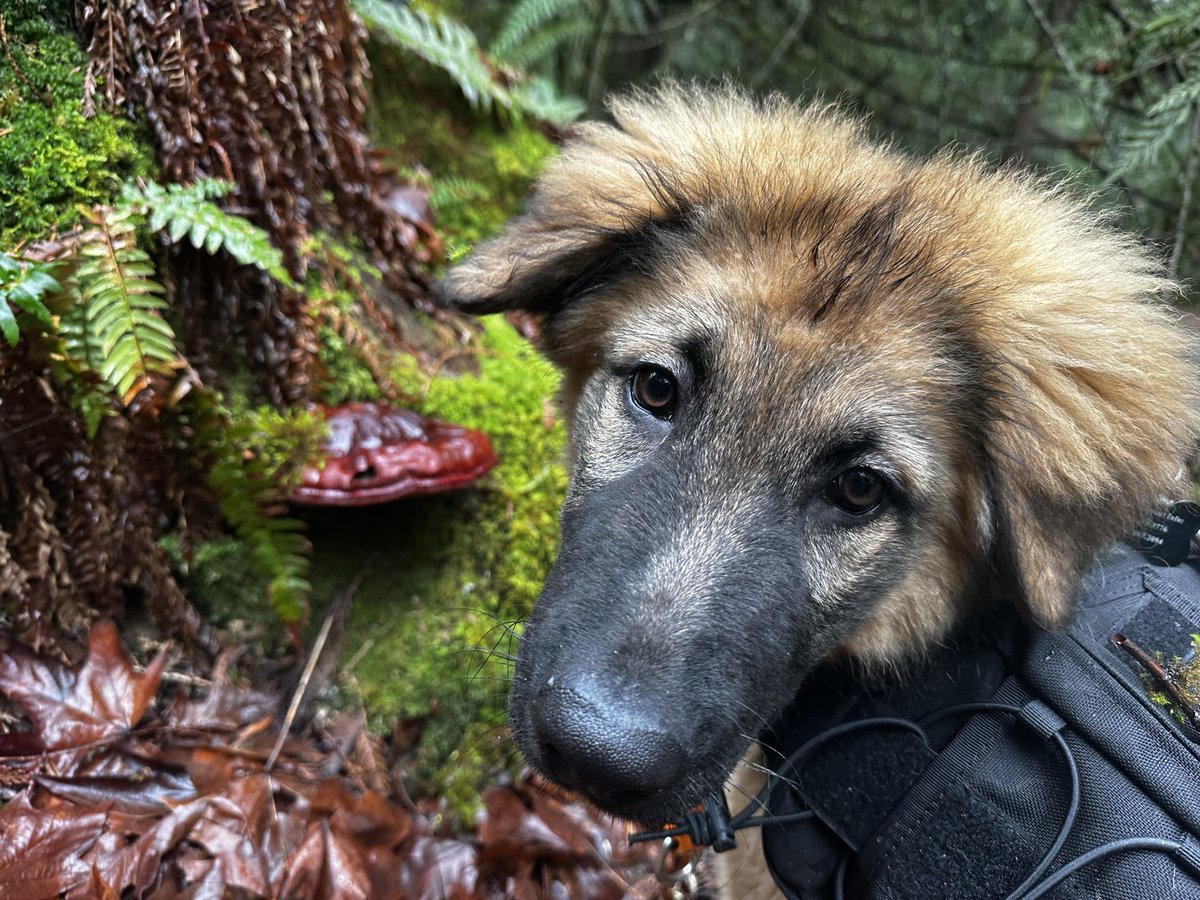 Found a My First Reishi Mom! ❤️🐶❤️                    #mushroomtwitter #reishi #mushrooms #dogsofx #dogsoftwitter #mushroom #puppies #germanshepherd #anatolian