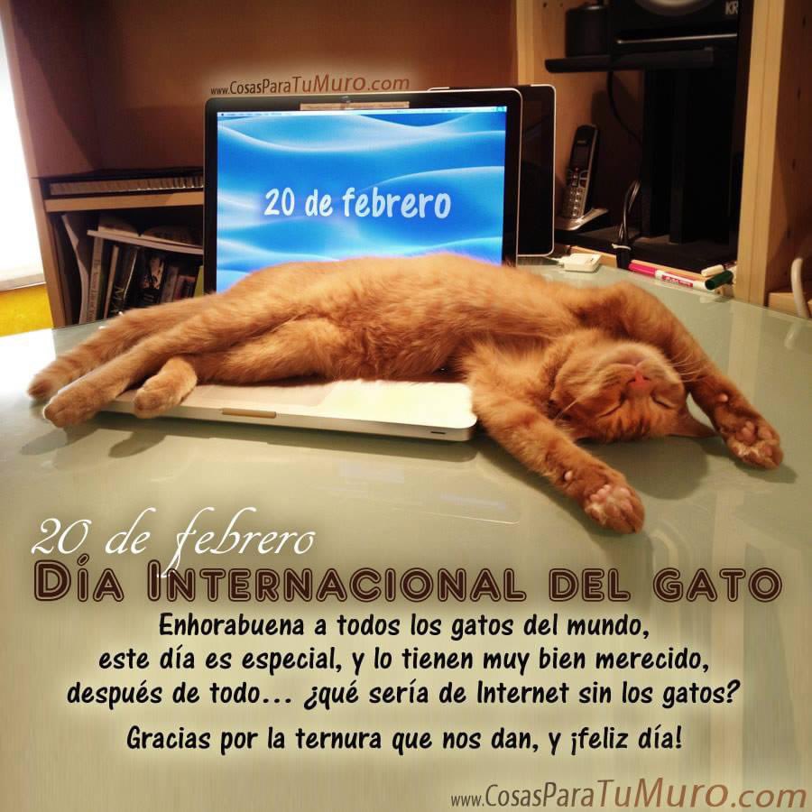 #DiaInternacionalDelGato