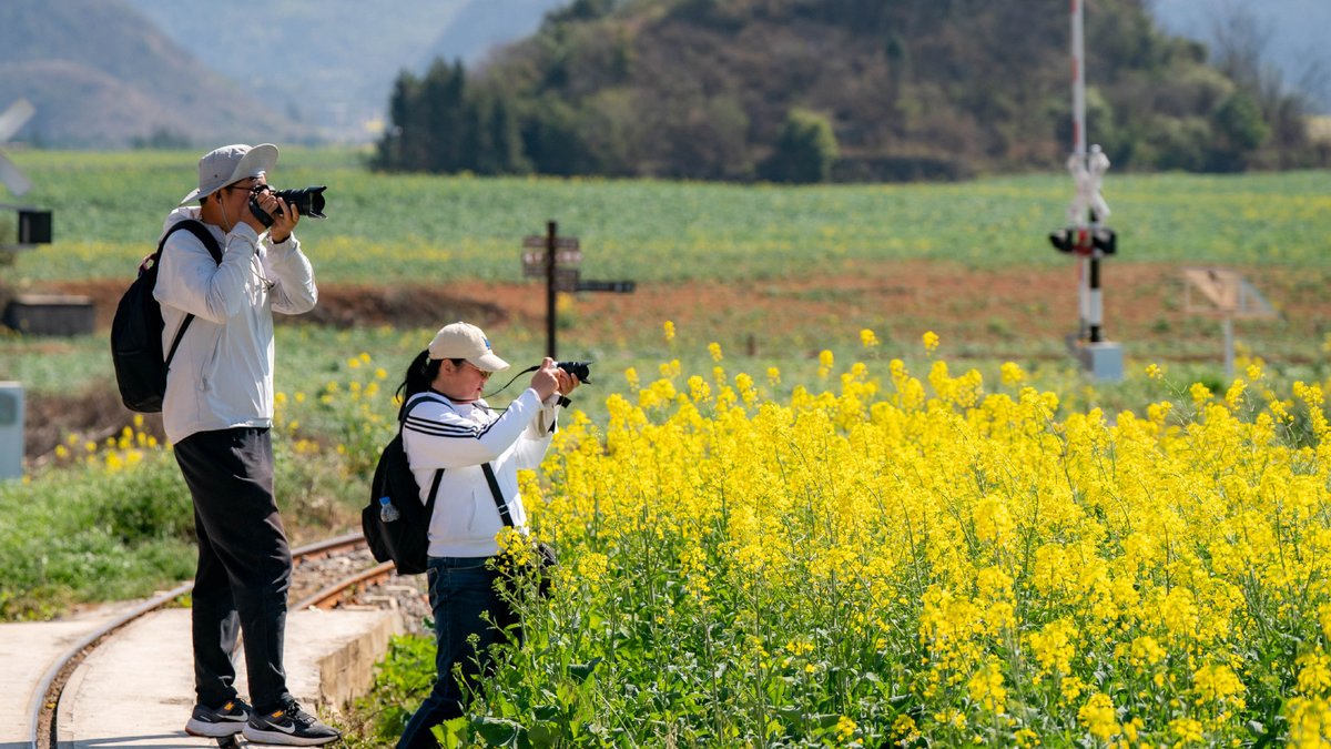 ChinaDaily's tweet photo. #ChinaCanvas Tourists enjoy the cole flower fields in Luoping county, Southwest China's Yunnan province. https://t.co/DzFWD8ilGh