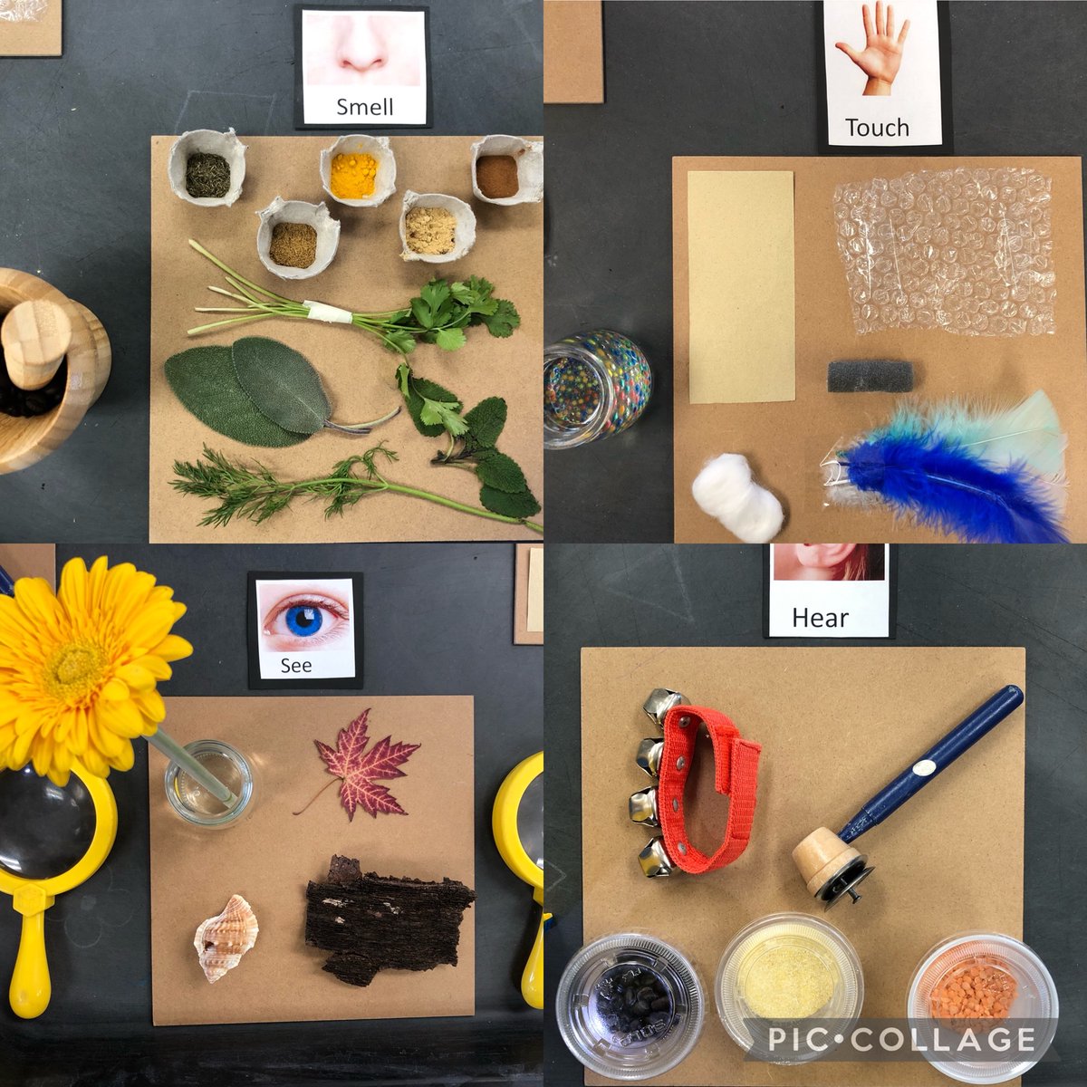 Miss_J_Piazza's tweet photo. Today we started exploring the 5 senses. Students had the opportunity to go to our Tuff Tray to interact with various items and use their senses to describe what they noticed. @MrsLauraMerlo @LindsaySkene https://t.co/qirxZqCiCt