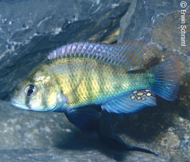 IUCN Water and Land Management Team (@iucn_water) on Twitter photo 76% of #freshwater species endemic to the Lake Victoria Basin are threatened with #extinction.
Without immediate action, much of this #biodiversity will be lost & many livelihoods will be negatively impacted.
<a href="/IUCNRedList/">IUCN Red List</a> paper: bit.ly/3UNoq2N 76% of #freshwater species endemic to the Lake Victoria Basin are threatened with #extinction.
Without immediate action, much of this #biodiversity will be lost & many livelihoods will be negatively impacted.
<a href="/IUCNRedList/">IUCN Red List</a> paper: bit.ly/3UNoq2N