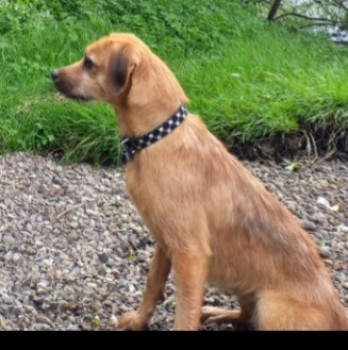 LUNA HOME SAFE. THANKS FOR RT's 😊🐕🐾 🆘9 FEB 2024 #Lost LUNA #ScanMe Terrier Cross Female Southern Ireland, on the #Ballyconnell border with Northern Ireland nr Woodford River #N87 doglost.co.uk/dog-blog.php?d…