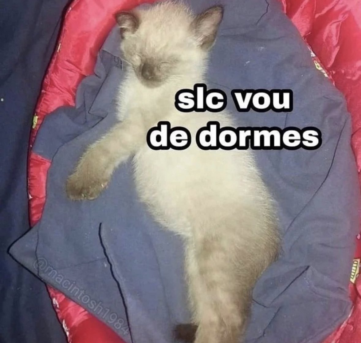 perfil dedicado a gatinhos e peitos tweet media