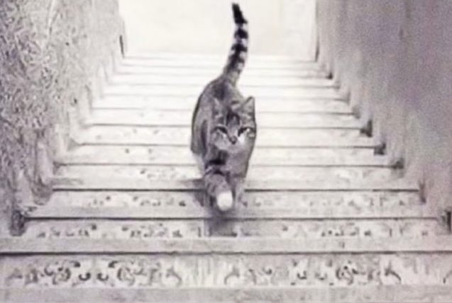 pkresmi's tweet photo. KEDİ AŞAĞI MI İNİYOR YOKSA YUKARI MI ÇIKIYOR? https://t.co/GeC7whGvYz