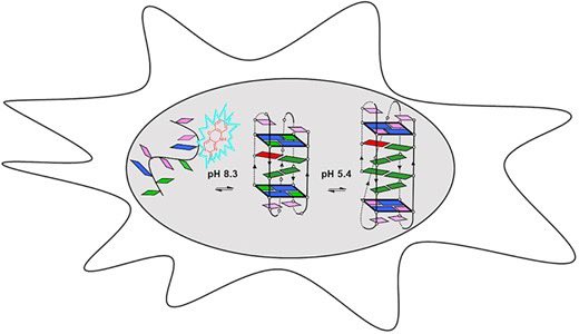 Site-specific incorporation of a fluorescent nucleobase analog enhances i-motif stability and allows monitoring of i-motif folding inside cells doi.org/10.1093/nar/gk…