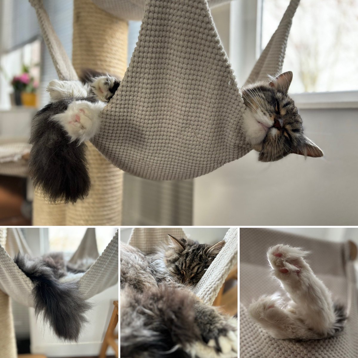 Eerbetoon aan de uitvinder van de hangmat voor katten 😺👌