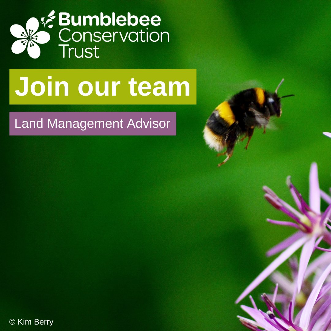 BumblebeeTrust's tweet image. We are looking for a Land Management Advisor to join the conservation team and to play a vital role in enhancing bumblebee habitat through our land management consultancy work 🐝

🕒 Full-time, permanent
📍 Home-based
📅 Monday 4 March

Full details 👉🏽 ow.ly/7Mv050Qybpj