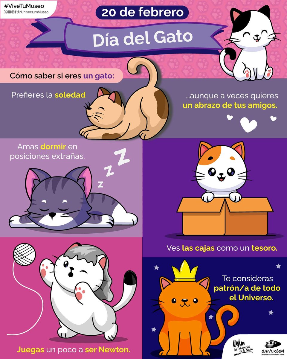 RincnCuriosoo's tweet photo. Día del gato ✨🐱❤️ https://t.co/9DxhDduL3r
