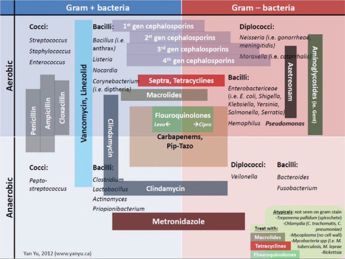 imedverse's tweet photo. Gram + and Gram - bacteria and antibiotic coverage

#MedEd #MedTwitter #MedX https://t.co/7R7hhafn3q