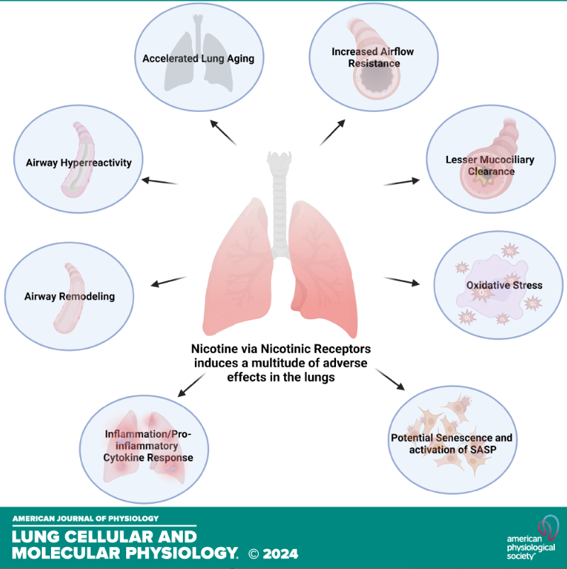 We're proud to share our February Spotlight Cover article! Nicotinic receptors in airway disease (Niyati A. Borkar <a href="/NiyatiBorkar/">Niyati Borkar</a> et al.):

ow.ly/FCwT50QFHwY

#Asthma #Lung #Mitochondria #Calcium