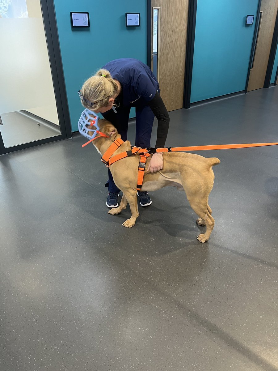 Flynn was very happy being welcomed into @GardenVetsKeele for a check up following his emergency surgery. We’ve got some gorgeous XL Bully’s at our practice and we’re proud to be providing PetCare to such a committed and caring community of pet owners #xlbully #Staffordshire #vet