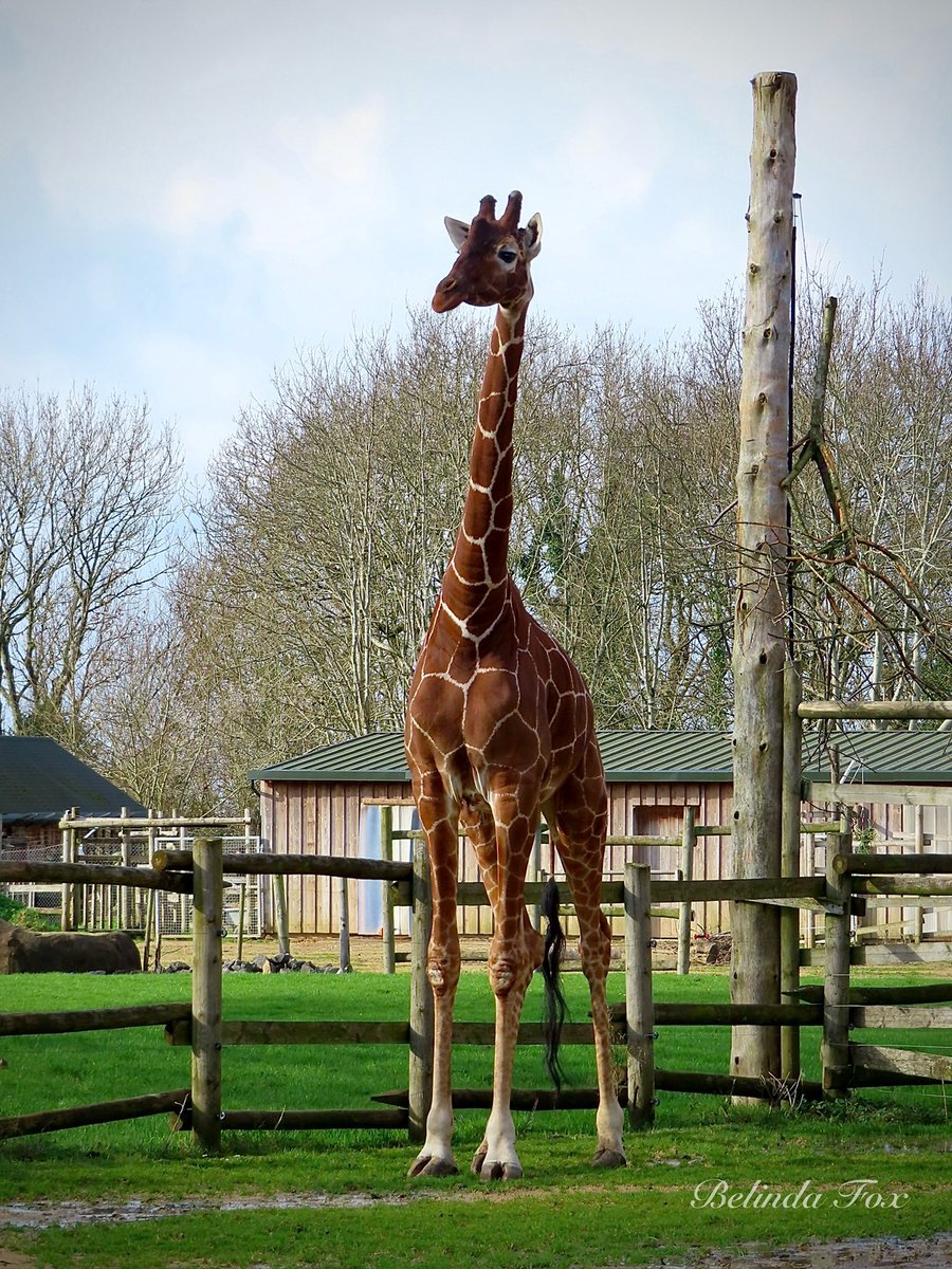 Tall, handsome Tom 🦒❤️ @briszooproject #giraffe #reticulatedgiraffe