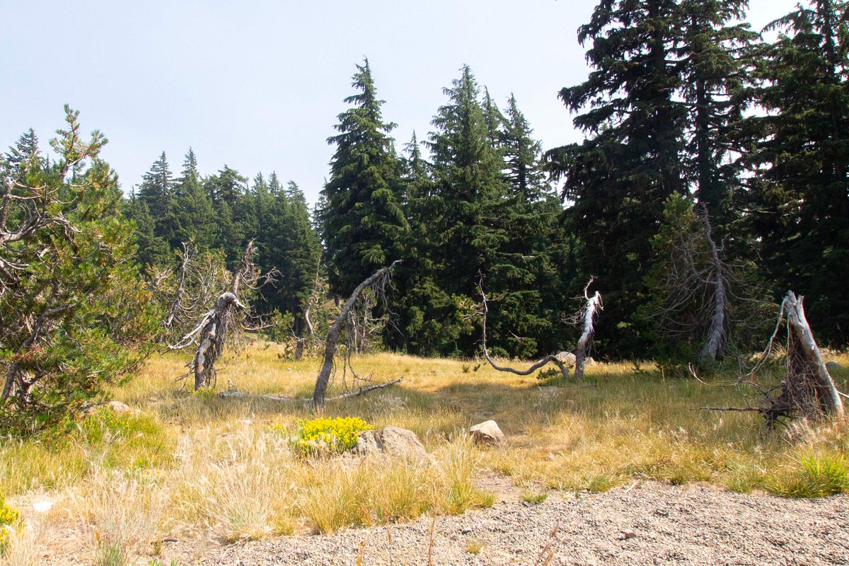 Dry Clearing

(Crater Lake National Park, Oregon, August 2018)  

#photography #landscapephotography #naturephotography #landscape #nature #forest #woodland #clearing #trees #deadtrees #fallentrees #pinetrees #conifers #CraterLake #CraterLakeNationalPark #Oregon