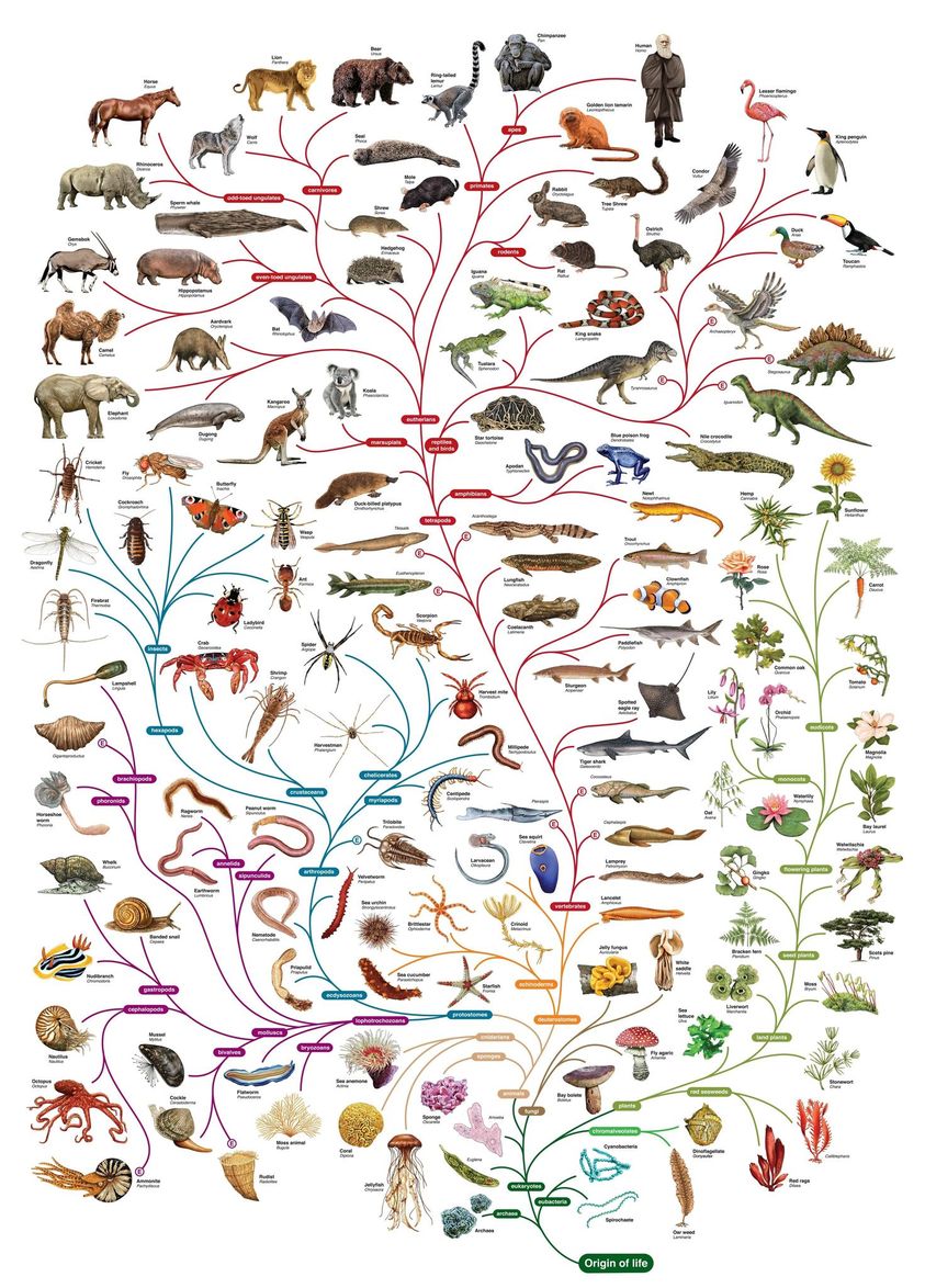 Te compartimos el árbol de la vida o árbol universal de la vida. Los que desean tener en alta resolución pueden descargar gratis desde el primer comentario.