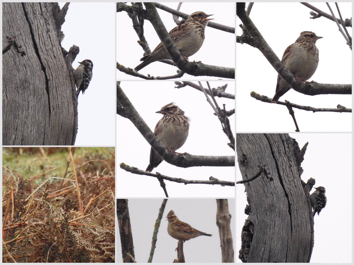 Overcast Grey skies didn’t dampen the spirits of Woodlarks in the New Forest yesterday, an absolute joy to hear their wonderful song and get prolonged views. The appearance and drumming of a L S Woodpecker, plus Brambling etc made for a great morning in a wonderful place