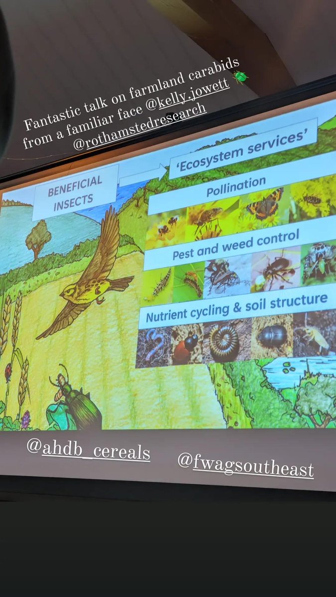 Fab day <a href="/GoodnestonePark/">Goodnestone Park</a> with <a href="/AHDB_Cereals/">AHDB Cereals</a> X <a href="/FWAGSouthEast/">FWAG South East</a> X <a href="/SouthernWater/">Southern Water</a> to share knowledge on all things #covercrops 🌱

Feat. New #grazing trial 🐑 results from <a href="/NoningtonFarms/">Nonington Farms</a> 🎉  #carabid 🪳 facts with <a href="/kelly_jowett/">Kelly Jowett</a> &amp; <a href="/NuffieldFarming/">Nuffield Farming</a> learnings with @tjcsimpson 🌱