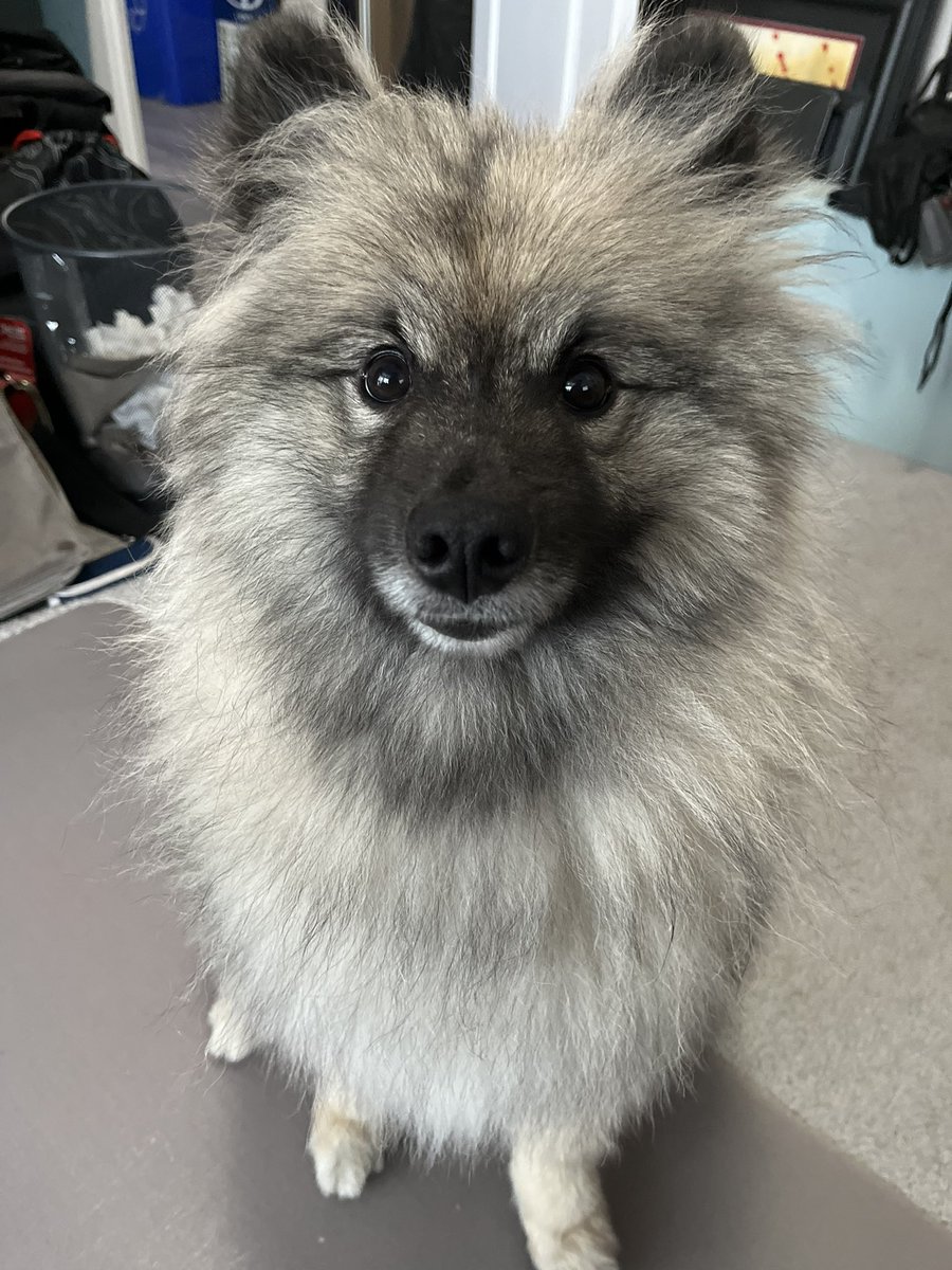 thettil's tweet photo. @bioware The best floof! Tali’Zorah https://t.co/JyxXJUTw6j