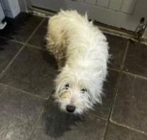 Meet Tara ❤️ Tara is an 8 years old Westie who has just arrived in Oldies Club care. She will be under assessment for at least the next few weeks in her foster home in Cheshire. Once fully assessed and ready for rehoming a full writeup will feature on our website.