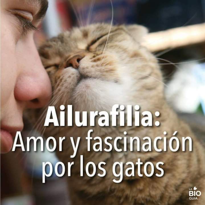 Guarde Felina De Mimo-Villasirenos tweet media