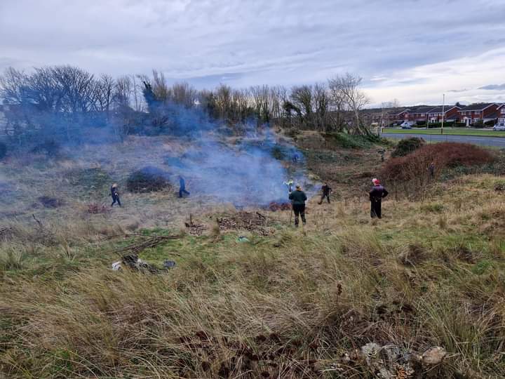 Eight of us, incl five from @NMBiodiversity & MEAS, took part in today's habitat management task at Kenilworth Road dunes, Ainsdale, w/@GreenSefton_ rangers clearing invasive poplar scrub and Sycamore. All this work will greatly improve the habitat for lizards. 🦎🔥💪
