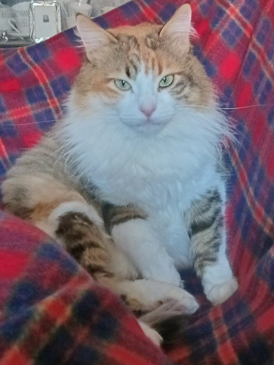 Montsinova2's tweet photo. #DiaInternacionalDelGat
#DiaInternacionalDelGato
I jo, en tinc uns quants:
I 💖 #RayPataques 🐈
I 💞 #NinoMimosín 🐈⬛
I 💘 #MonniePenny 🐈
I 💝 #JúniorReborn 🐈⬛ https://t.co/T4JByF5xeg