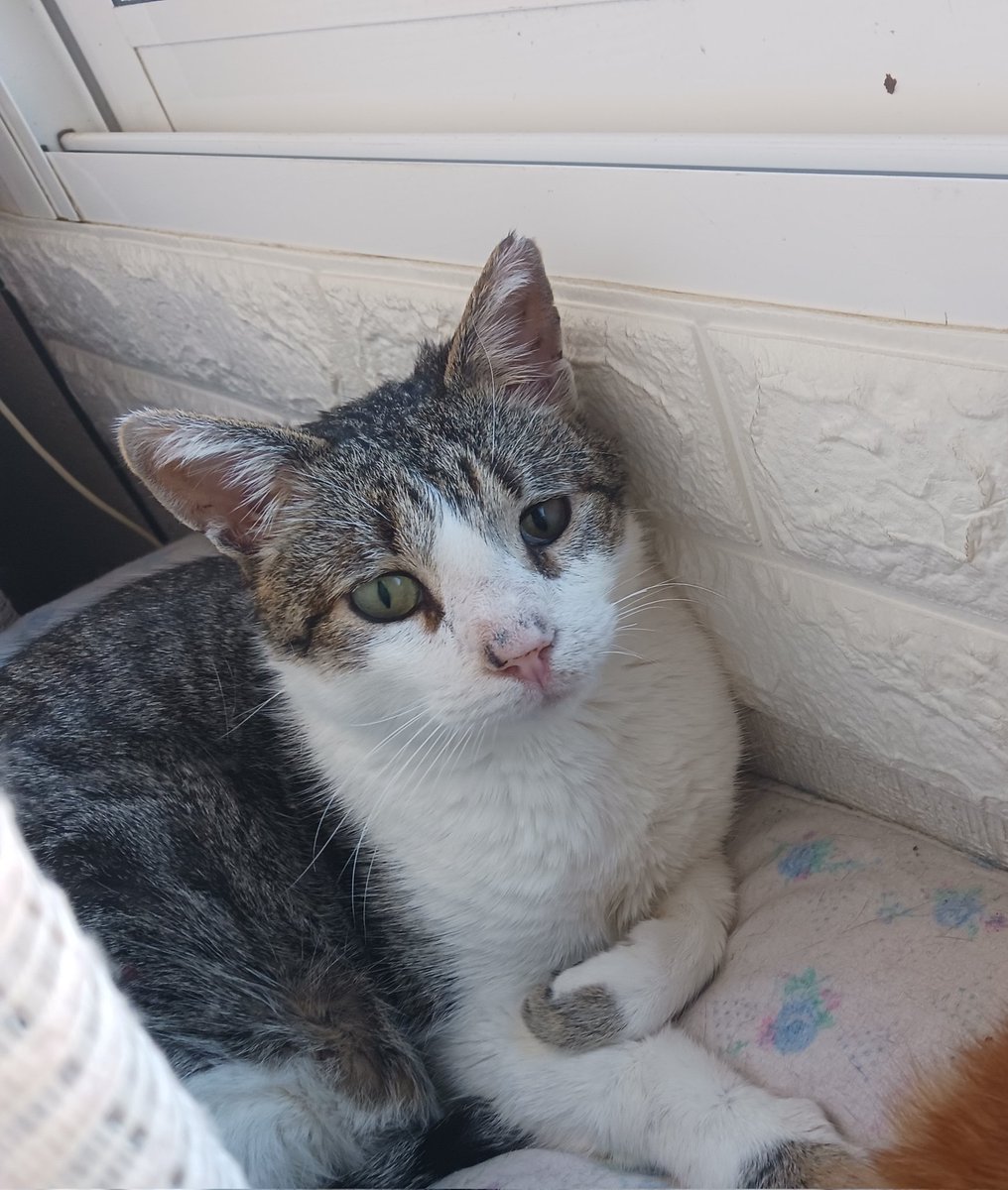 Montsinova2's tweet photo. #DiaInternacionalDelGat
#DiaInternacionalDelGato
I jo, en tinc uns quants:
I 💖 #RayPataques 🐈
I 💞 #NinoMimosín 🐈⬛
I 💘 #MonniePenny 🐈
I 💝 #JúniorReborn 🐈⬛ https://t.co/T4JByF5xeg