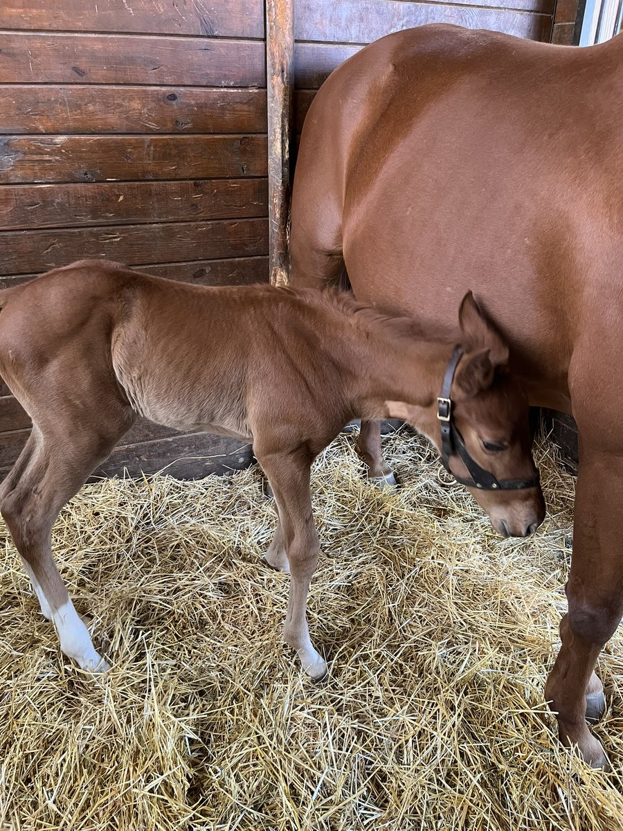 realtueltime's tweet photo. Morning trip to @CoteauGrove to see some of the babies…and check in on the Quality Road-Midnight Fantasy yearling (one lottery ticket away from mine!! 🤑🤑😆😆) #IlsSontPartis #LAbred https://t.co/z1kOyDz3WD