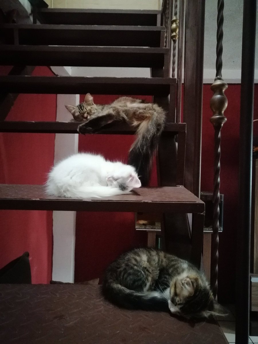 rod5280756's tweet photo. #DíainternacionaldelGato
Yo tengo 3 hermosas 🥰🐱
#Moky #Luna #Nala https://t.co/u8NfHVV9Nn