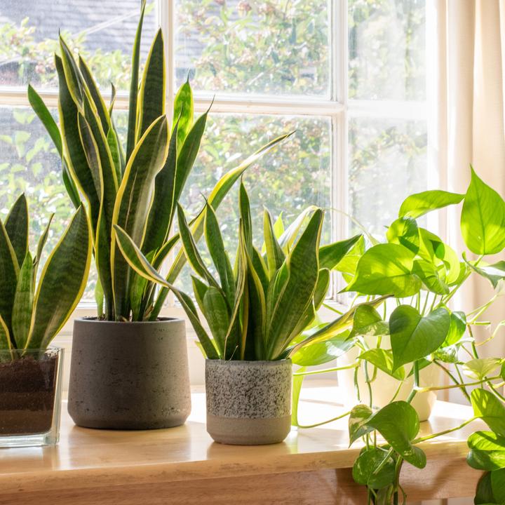 sawprops's tweet image. 🌿 These are the best indoor plants for air quality and easy care. bit.ly/49b1ejq