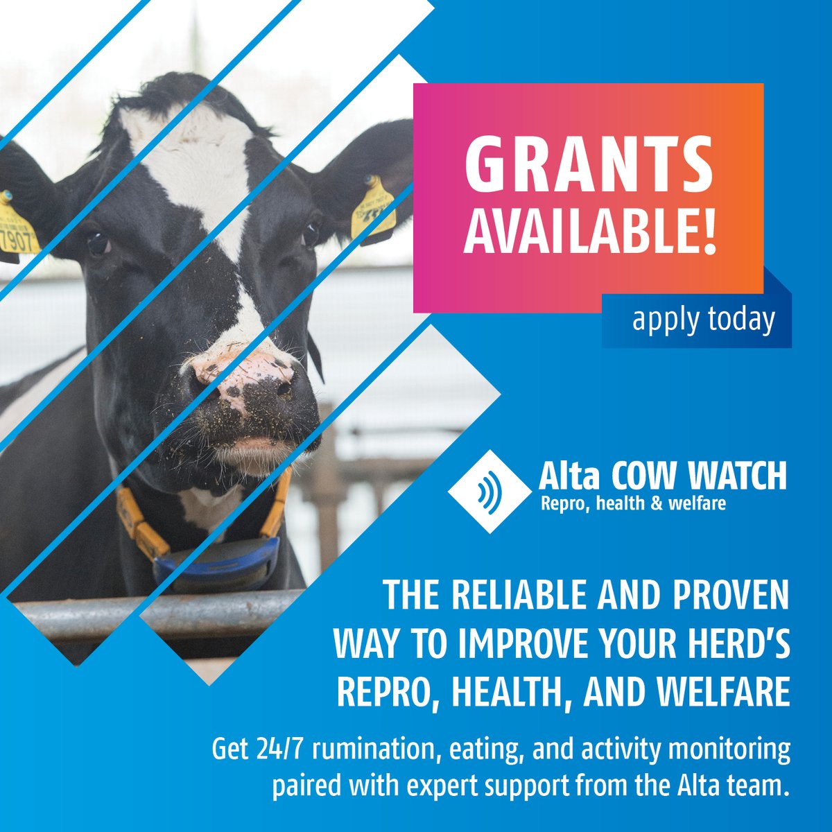 🔷Alta COW WATCH, powered by Nedap🔷

Make informed decisions that impact your herd’s profitability when you pair advanced Alta COW WATCH technology with expert support and consultation from our Alta team.

Get in touch today!
#altagenetics #altacowwatch