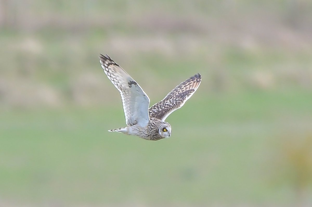 The Pitstone hill Short eared owl that showed briefly today